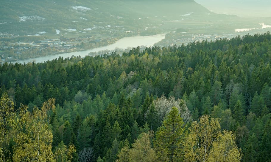 skandinavisk skog med innsjø